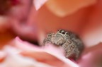 Phidippus borealis Phidippus borealis