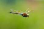 Anax imperator Anax imperator