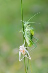 Ephippiger (esuvia) Ephippiger (esuvia)
