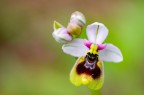Ophrys tenthredinifera Ophrys tenthredinifera