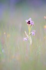 Ophrys tenthredinifera Ophrys tenthredinifera