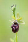 Ophrys incubacea fuoco selettivo