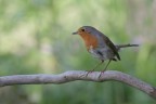 Robin