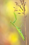 Mantis