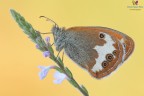 Coenonympha arcania Coenonympha arcania