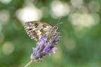 Macro_Segni_FR_Giu2022_1 Macro_Segni_FR_Giu2022_1