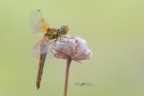 Sympetrum-flaveolum_DSC1877 Sympetrum-flaveolum_DSC1877