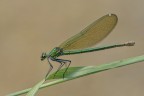 Splendens (female)