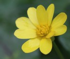 giallo speranza giallo speranza