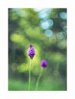 Helios_CloseUP_Giu2022_1 Helios_CloseUP_Giu2022_1