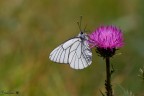 Aporia crataegi. Aporia crataegi.