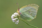 Gonepteryx-rhamni_DSC3847 Gonepteryx-rhamni_DSC3847