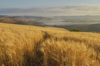 Il grano e la sua doratura.. Il grano e la sua doratura..