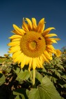 HappyYellowTime HappyYellowTime