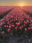 TRamonto sul campo olandese di tulipani