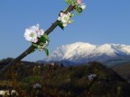Fiori e montagna Fiori e montagna