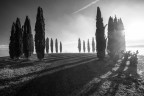 cipressi all'alba cipressi all'alba