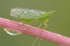 Bollicine Bollicine