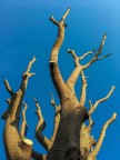 Albero Albero