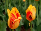 Les tulipes. Les tulipes.