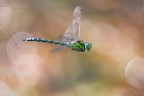Aeshna cyanea Aeshna cyanea