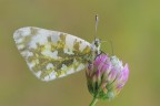Pontia edusa Pontia edusa