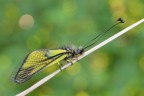 Libelloides latinus Libelloides latinus