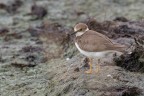 Corriere-piccolo_Charadrius-dubius_DSC07029 Corriere-piccolo_Charadrius-dubius_DSC07029