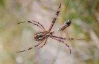 Un argiope avvolge la sua preda in una fitta tela, e pregusta un lauto spuntino...

[url=https://live.staticflickr.com/65535/52289857925_99821f72eb_o.jpg]Versione HD[/url]

Canon 1DX, Canon EF 100mm f/2.8 L Macro IS USM, 1/5 f/14.0, ISO 160, treppiede.
Commenti e consigli ben accetti.
