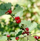 Ribes Ribes