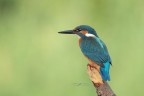 Martin-pescatore_DSC07372 Martin-pescatore_DSC07372