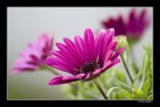 Fiore Fiore