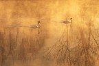 l'eleganza del cigno 2 l'eleganza del cigno 2