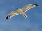 Gabbiano in volo (3) Gabbiano in volo (3)