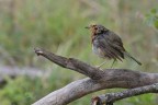 Pettirosso bagnato