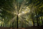 Lame di luce nel bosco Lame di luce nel bosco