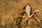 rapace rapace