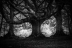 nell'oscurità del bosco nell'oscurità del bosco