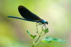 Calopterix splendes Calopterix splendes
