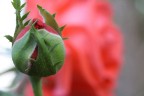 sfondo roseo sfondo roseo
