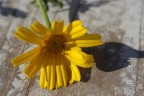 giallo al sole giallo al sole
