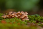 Macro Funghi con ospite, Ago2022 Macro Funghi con ospite, Ago2022