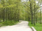 la via nel bosco la via nel bosco