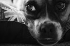 Nala - ritratto - Nala - ritratto -