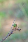 Insetto-stecco_Bacillus-rossius_DSC4757 Insetto-stecco_Bacillus-rossius_DSC4757