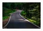 C'è una strada nel bosco C'è una strada nel bosco