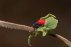 Chrysomela populi Chrysomela populi