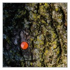 Una Punta di Arancio