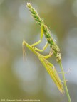 Mantis religiosa Mantis religiosa