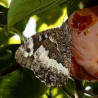 Solo Humor Photo.

kampes